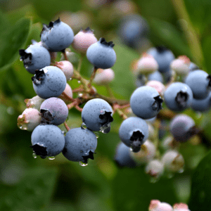 Bluecrop Blueberry